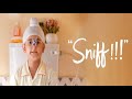 Sniff hindi full movie  khushmeet gill  amole gupte  bollywood popular hindi movie