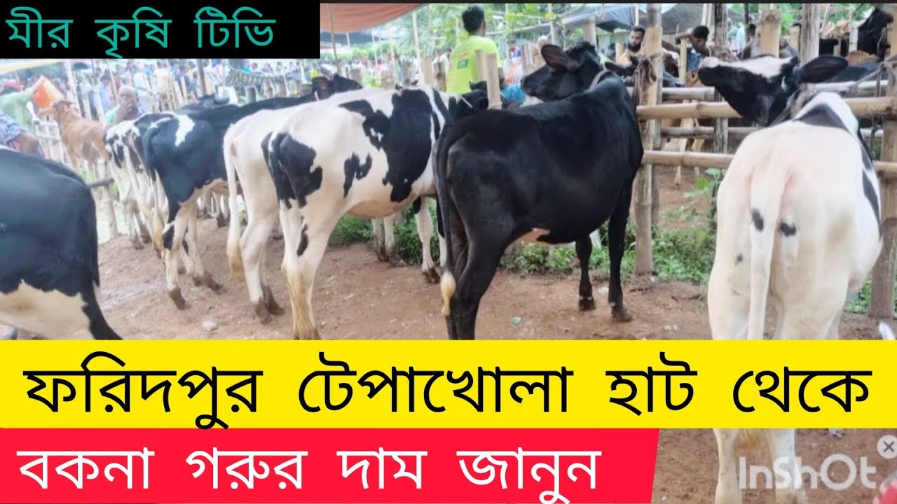 ২৯/১০/২৪/ ফরিদপুর টেপাখোলা হাট থেকে ৷ বকনা গরুর দাম জানুন ৷ মীর কৃষি টিভি