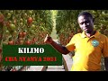 KILIMO CHA NYANYA WAKATI WA MASIKA Hatua Ya Kwanza Kuandaa Shamba KILIMO CHA NYANYA WAKATI WA MASIKA Hatua Ya Kwanza Kuandaa Shamba