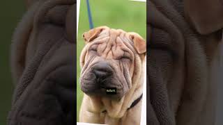 Exploring the Charm of Shar Pei Dogs #facts #sharpei