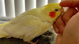 How Does A Cockatiel Show Affection