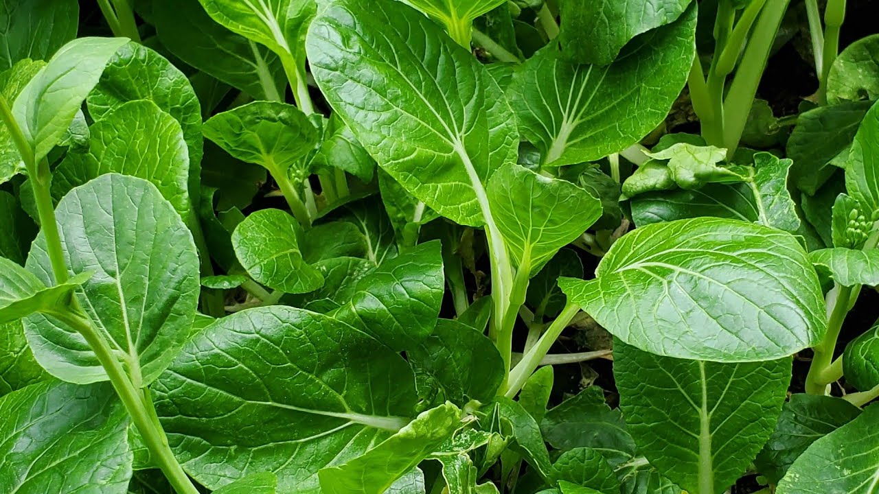 HARVESTING BOKCHOY AT THE ENTRANCE WAY/NAG-HARVEST KAMI NG PECHAY/ELIE ...