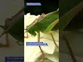 [Incredible Insect Archives] Saltamontes:El Eco de la Vida #dance #remix #edm #4k #insects
