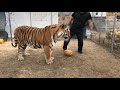 Тигры Играют в футбол / Tigers playing football