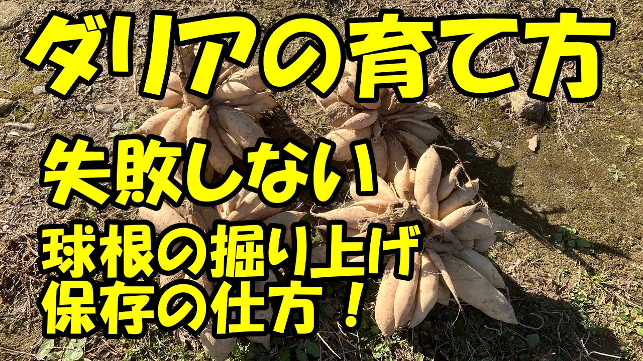 ダリアの育て方 失敗しない球根の堀り上げ・保存の仕方 - YouTube