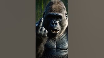 Grumpy Gorilla 😠