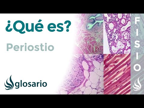 PERIOSTIO | Qué es, significado, ubicación, cómo se forma y función