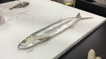 Wet Preservation of Specimens Methods