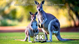 WILD ANIMALS 4K – Stunning Wildlife Harmony With Relaxing Piano and Nature Ambience