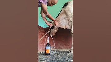 perfect timing for Intravenous cannulation in jugular vein by Mathur Mondal#cow IV