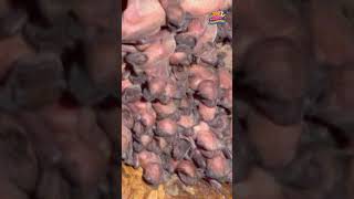 Baby Fruit Bats Stick Together While Waiting For Mum