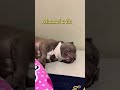 แกล้งหลับ #americanbully #สัตร์เลี้ยง #อเมริกันบูลลี่