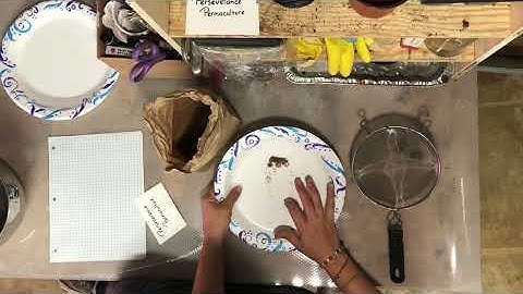 How to easily collect seeds from seed heads, then separate/remove the fine fluffy chaff and debris