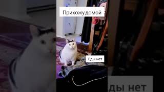 Прихожу домой... #foryou #india #tiktok #trend #trending #memes #мем #viral #travel #кот #котики