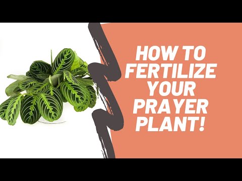 How to Properly Fertilize a Prayer Plant - Maranta & Calathea