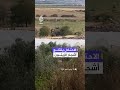 جرافة إسرائيلية تقتلع أشجار زيتون في قرية زبوبا غرب جنين في الضفة الغربية.