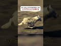ホッキョクウサギがホッキョクオオカミから逃れる #野生動物 #ホッキョクウサギ #生存 #fyp #foryou