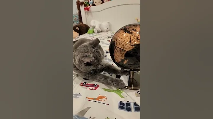 Video 11885731: russian blue, cat