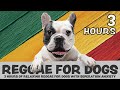 SCIENTIFICALLY PROVEN - 3 Hours of calming Reggae music for dogs with separation anxiety