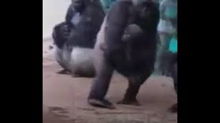 Gorilla Takut Hujan