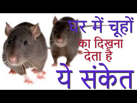 वीडियो: चूहे का वर्ष क्या दर्शाता है?