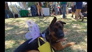 Exploring the Faery Realm with #lycan by Adventures with Lycan my German Shepherd Dog 67 views 1 month ago 4 minutes, 32 seconds