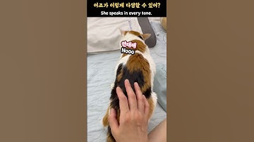 21세 노묘 메소_좀 있으면 사람 말도 하겠네_ She speaks in every tone. Seriously.