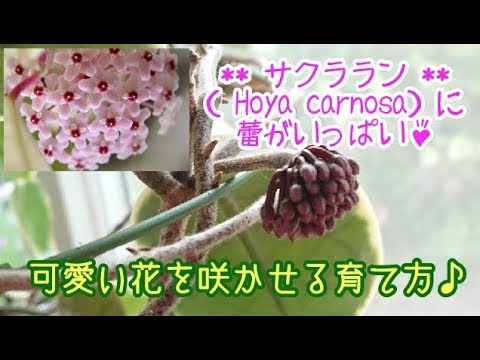 01 ホヤ サクララン 花を咲かせるための 育て方の紹介です Youtube