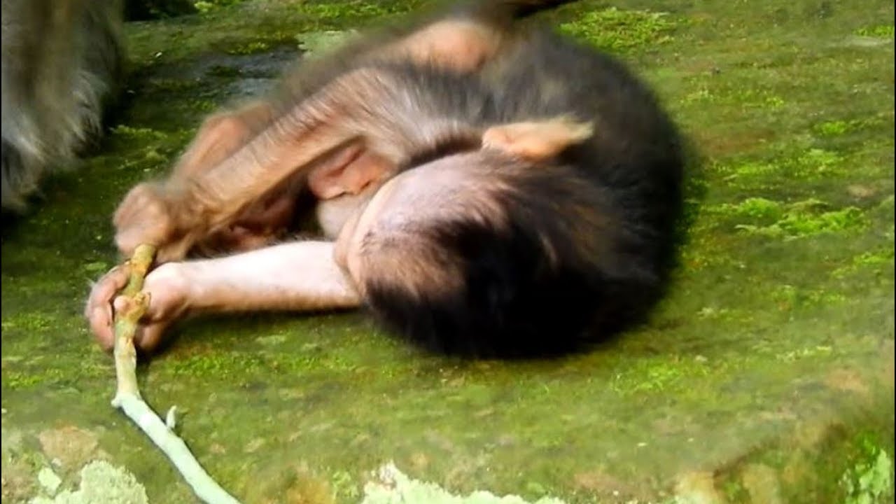 first foundry Newborn Lay On The Stone What's Wrong to him, he is much more strange guy