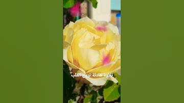 تلاوة هادئة للقرآن تريح القلب . Quran
