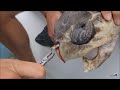 River Cleanup | Plastic Straw Stuck in Turtle Nostril