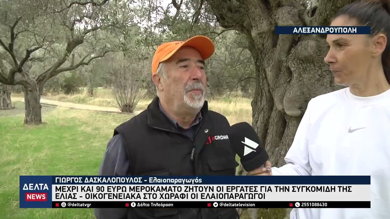 «90 ευρώ ή τίποτα!» – Μεροκάματα… πολυτελείας στη συγκομιδή της ελιάς