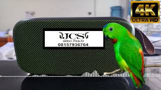 Serindit pemasteran Burung Murai Batu  Suara Jernih U0026 Tanpa Iklan