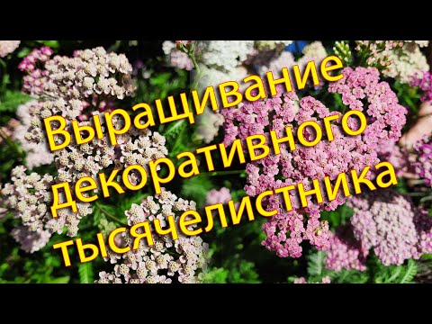 Видео: Выращивание тысячелистника: как выращивать тысячелистник