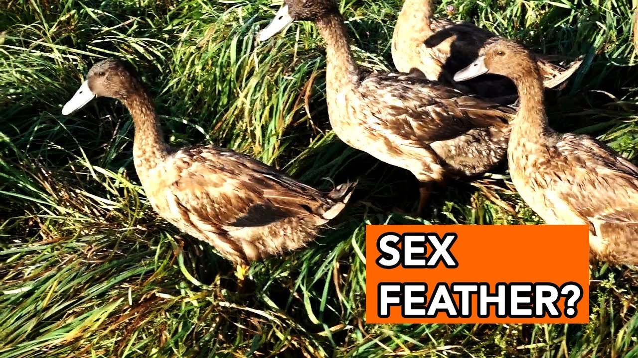 Duck Sex Feather