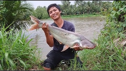 CÂU CÁ TRA KHỦNG SÔNG BASI TRÀ VINH | HUYNH KHOA FISHING