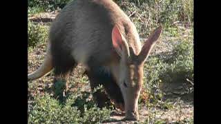 RARE footage of an Aardvark Feeding in the open
Rare footage of an Aardvark feeding in the open. I found this old footage I filmed of this Aardvark feeding in the open. Aardvark are very shy animals and it is very rare to see one in the open. This was the best footage I have filmed of the very rare to see Aardvark.
Show your support for my channel here:
https://www.patreon.com/alfiecurlingwildlifevideos
Camera Used:
Nikon Coolpix P530 https://amzn.to/2QyKwUX
PLANNING YOUR NEXT SAFARI? Find all you need here:
Apparel:
https://www.amazon.com/shop/alfiecurling?listId=2ED9Y433U81OK&ref=idea_share_inf
Binoculars:
https://www.amazon.com/shop/alfiecurling?listId=J19HE8BEYXM6&ref=idea_share_inf
Also helpful to check out this video on choosing the right binoculars:
https://youtu.be/1c2U0yf23Rk
Cameras:
https://www.amazon.com/shop/alfiecurling?listId=JRUKYJM2B04V&ref=idea_share_inf
Some Awesome Online Outdoor stores to check out (USA only):
Aventuron: https://bit.ly/2Jslq6a (Outdoor/Recreation)
Summit Hut: https://bit.ly/2QZW83y (Outdoor/Recreation)
Bobwards: https://bit.ly/2JvD1dp (Outdoor/Recreation)
Sagan Life: https://bit.ly/2QX6jFZ (Water Purification)
BlackOvis: https://bit.ly/2X2BAem (Optics)
EuroOptic: https://bit.ly/2xDGzri (Optics)
LA Police Gear: https://bit.ly/344ebup (Optics)
Levenhuk: https://bit.ly/2QX691l (Optics)
White Duck Outdoors: https://bit.ly/353SStF (Tents and Camping)
If you liked this Video and want more like it follow me:
https://www.youtube.com/channel/UC9RAgEZMD-omdd1jTvUr8fA
Check me out on Social Media.
Facebook:
https://www.facebook.com/alfiesadventurescapetown/
Instagram:
https://www.instagram.com/alfiesadventurescapetown/
Twitter:
https://twitter.com/Alf031
Website:
http://alfiesadventures.buzlr.net/
DISCLAIMER: Some links in this description contain affiliate links and I may receive a small commission. Proceeds go towards making creating a better viewing experience for you. Thanks for your support. RARE footage of an Aardvark Feeding in the open