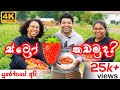 ස්ට්‍රෝබෙරි 🍓 කඩමුද? | Strawberry Picking [ENG SUB]