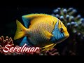 Ocean Dreams – Música Relaxante com Peixes Coloridos e Piano Suave para Meditação 🐠💫
