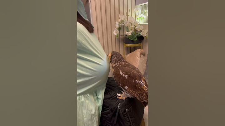 Fenomena burung hantu luar biasa!