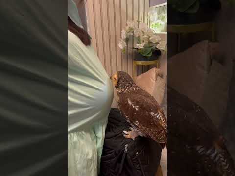 Video: Sparrow Owl: cara hidup. Burung hantu pipit di rumah