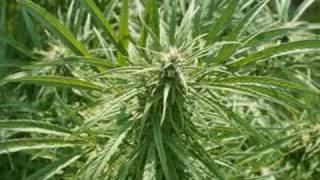 Weed & Skunk 3