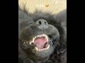 AAH🤪 #puppy #cute #newfoundland
