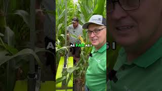 Nitrogen Robots: Dry Corn Crop Performance Revealed! #shorts
