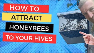 How we bait and place bee hives to attract hundreds of swarms every year