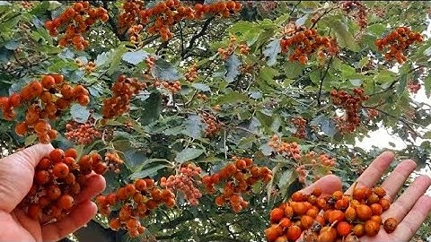 Foraging in September: UK Whitebeam Tree To Forage in September, Whitebeam Fruit - Whitebeam Berries