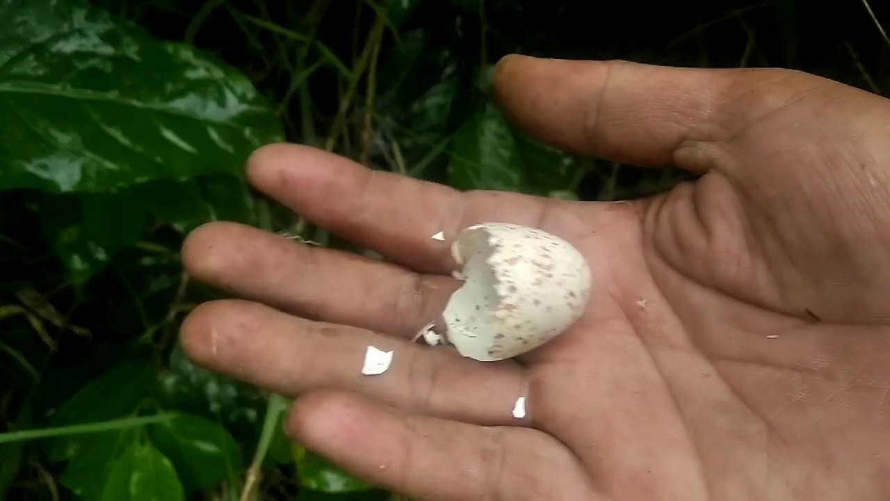Melihat perkembangan sarang burung RUAK RUAK 