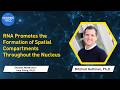 RNA Promotes the Formation of Spatial Compartments Throughout the Nucleus
