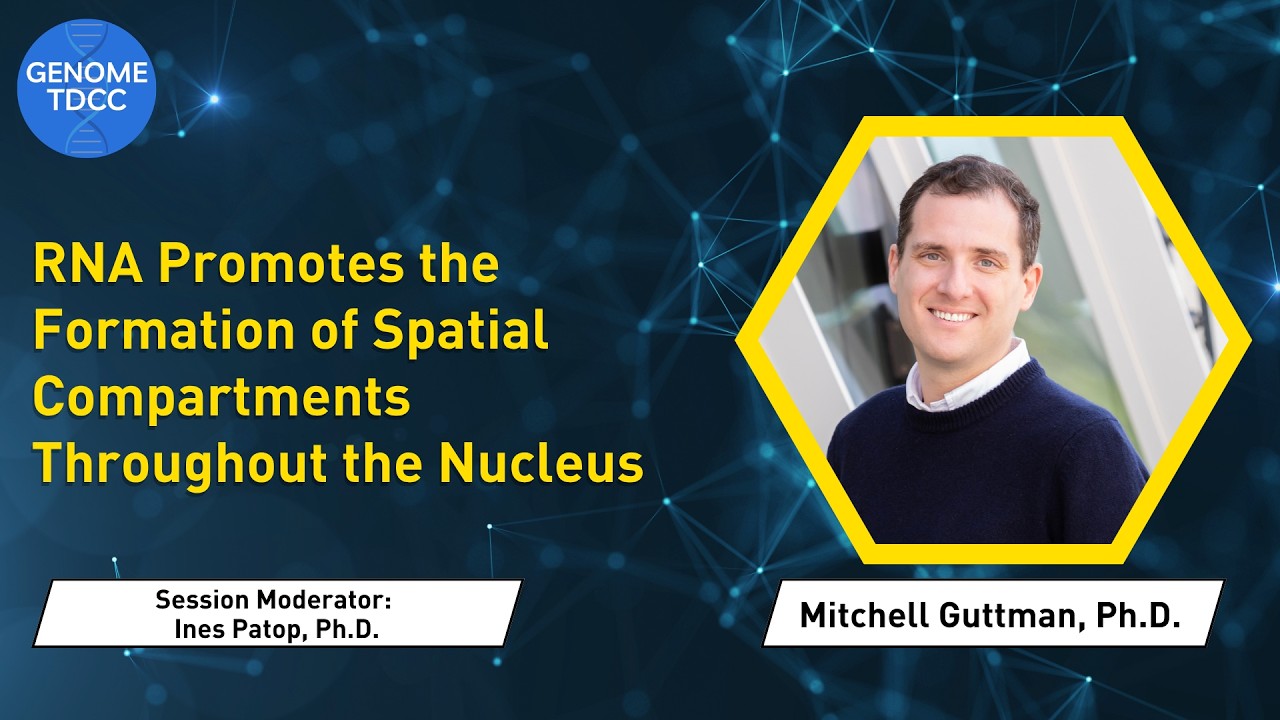 RNA Promotes the Formation of Spatial Compartments Throughout the Nucleus