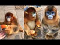 GOLDEN SNUB  NOSED MONKEY | GOLDEN MONKEY